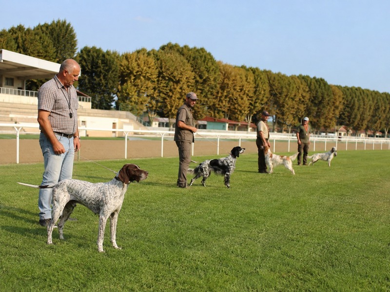 Bollène : un concours amateur de chiens d’arrêt annoncé le 6 septembre à l’hippodrome