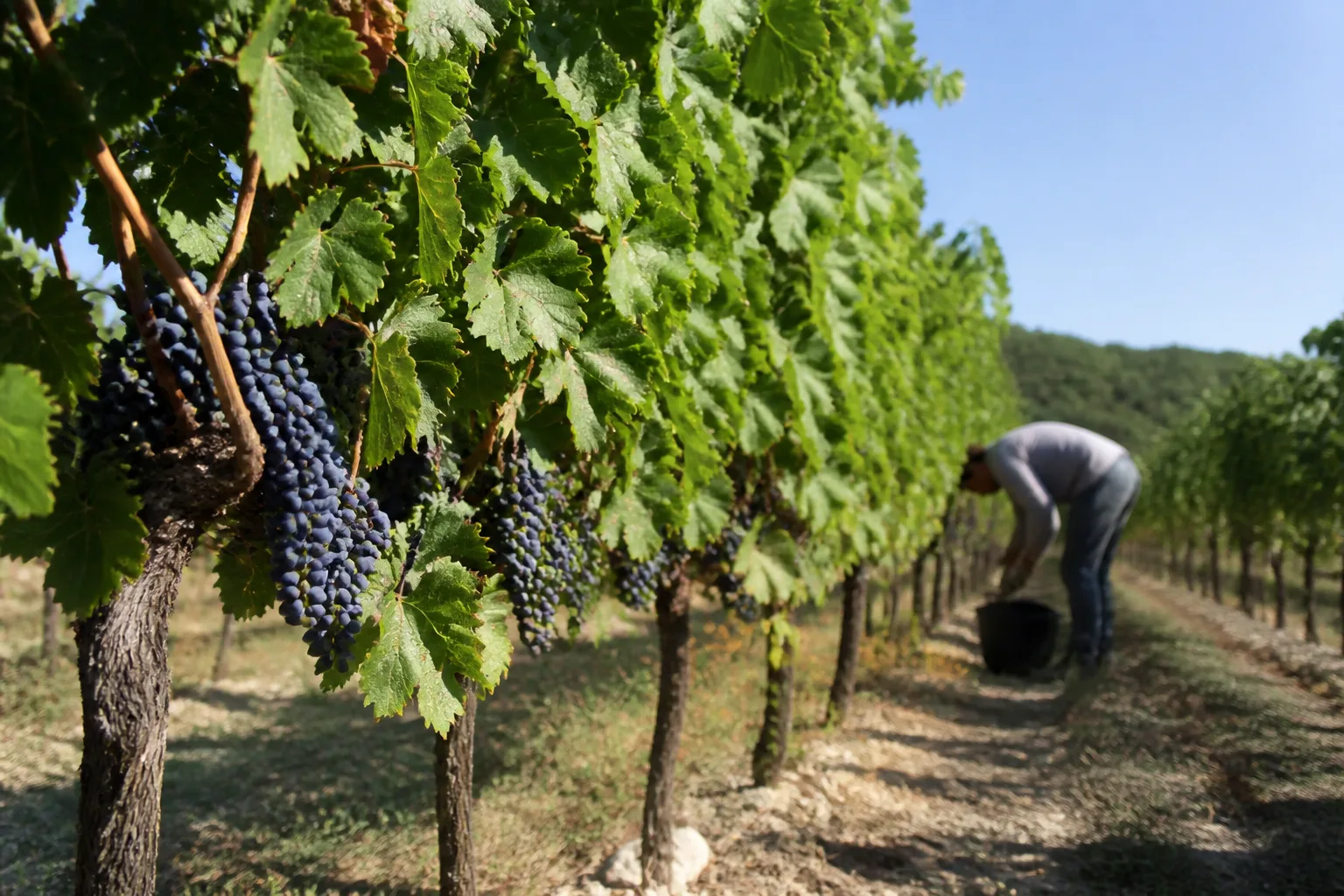 À Bollène, les fortes chaleurs avancent les vendanges au domaine Julien de l’Embisque